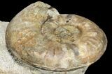 Fossil Ammonite (Euhoploceras) - Somerset, England #131901-2